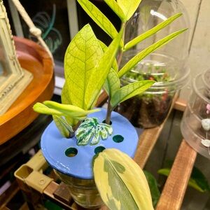 Plant propagation lid ~ handmade